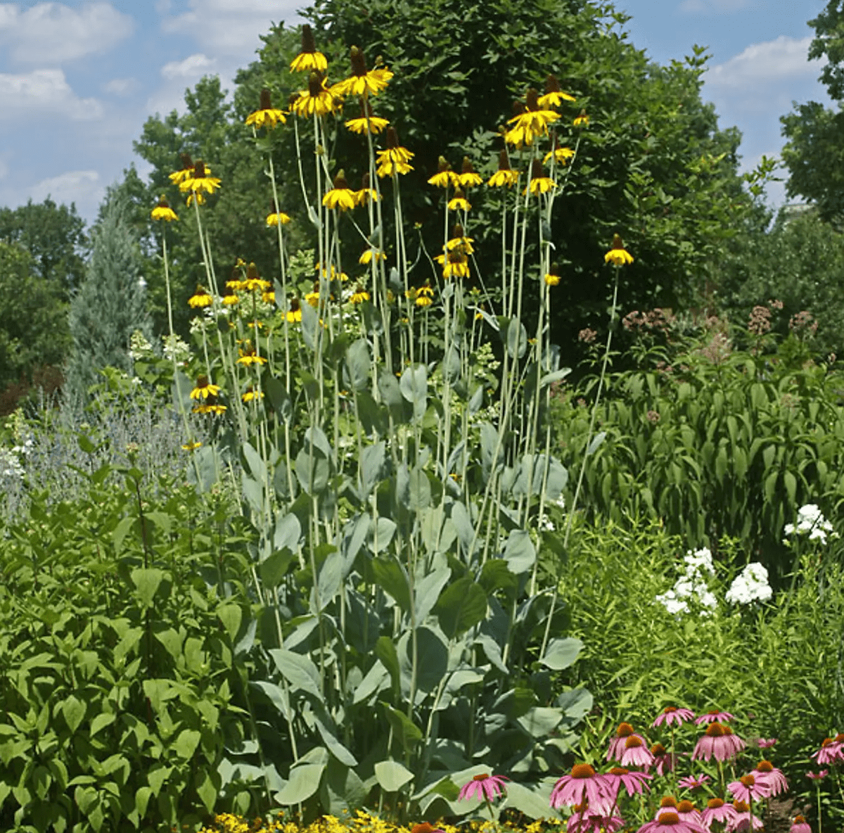 giant coneflower